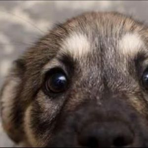 Meet your Posher, Ally